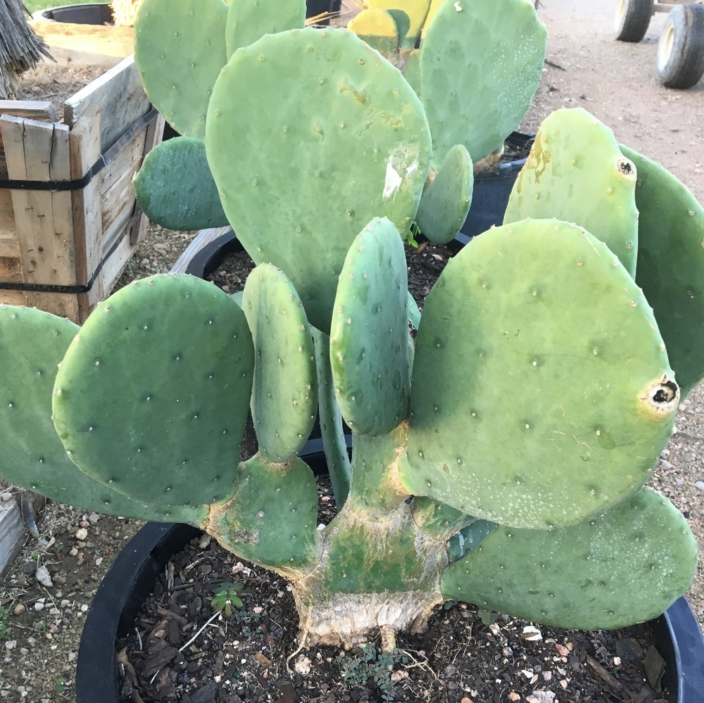 Spineless cactus pads optunia succulent tortoise